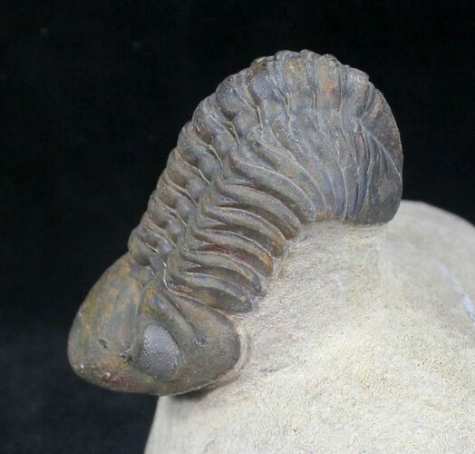 Reedops Trilobite - Great Preservation #20651